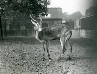 A Lechwe at London Zoo, September 1921